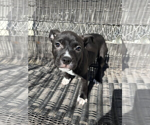 Medium Photo #2 Mutt Puppy For Sale in Holly Springs, NC, USA