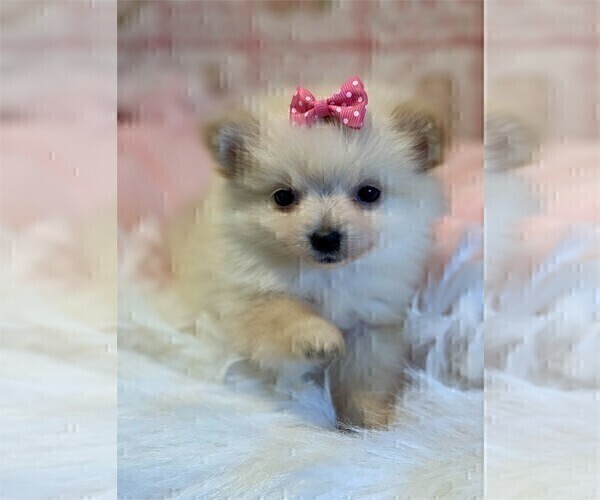 Medium Photo #4 Pomeranian Puppy For Sale in NAPLES, FL, USA