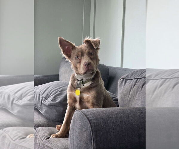 Medium Photo #1 Australian Shepherd-Unknown Mix Puppy For Sale in Boston, MA, USA