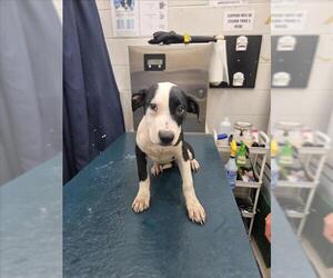 Medium American Bulldog Mix