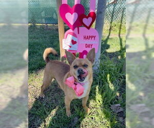 Canelo - Male Chihuahua-Unknown Mix Dog for Adoption - Photo #2