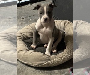 American Pit Bull Terrier Puppy for sale in KANSAS CITY, MO, USA