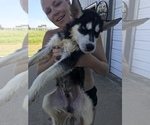 Small Photo #12 Siberian Husky Puppy For Sale in KELLYVILLE, OK, USA