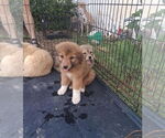 Small #1 Golden Pyrenees