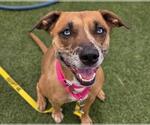 Small #1 Australian Shepherd Mix