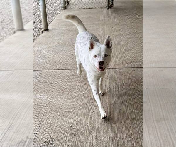 Medium Photo #10 Mutt Puppy For Sale in Evansville, IN, USA