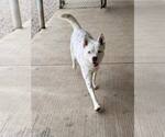 Small #9 Mutt