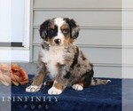 Small #2 Bernedoodle (Miniature)