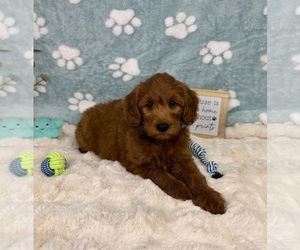 Goldendoodle mix (+ Poodle Miniature) Puppy for sale in NOBLESVILLE, IN, USA