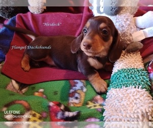 Dachshund Puppy for sale in CUTLER BAY, FL, USA