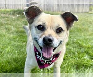 Chug Dogs for adoption in Pueblo, CO, USA