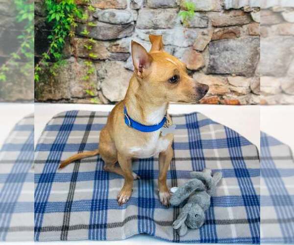 Medium Photo #4 Chihuahua-Unknown Mix Puppy For Sale in Kennesaw, GA, USA