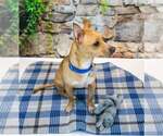 Small #3 Chihuahua Mix