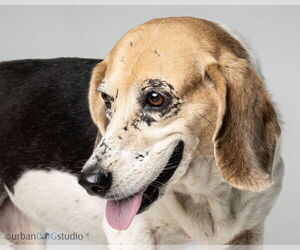 Daisy - F - Female Beagle Dog for Adoption - Photo #4