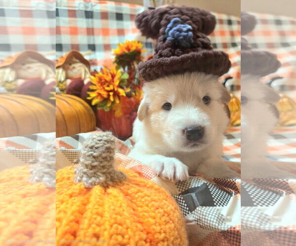Medium Photo #3 Gerberian Shepsky Puppy For Sale in Severn, MD, USA