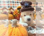 Small Photo #3 Gerberian Shepsky Puppy For Sale in Severn, MD, USA