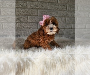 Goldendoodle (Miniature) Puppy for sale in INDIANAPOLIS, IN, USA