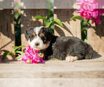 Puppy Pearl Miniature Bernedoodle