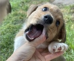Small Photo #5 Pembroke Welsh Corgi Puppy For Sale in BRYAN, TX, USA