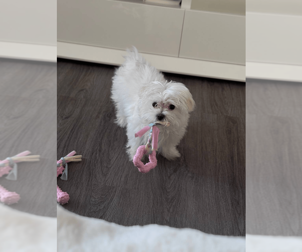 Medium Photo #1 Maltese Puppy For Sale in SPOKANE, WA, USA