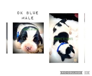 Newfoundland-Saint Bernard Mix Puppy for sale in MARENGO, WI, USA