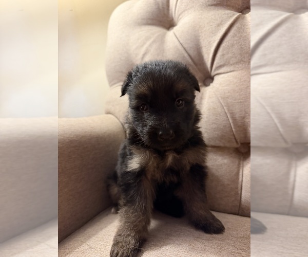 Medium Photo #5 German Shepherd Dog Puppy For Sale in MARSHALL, MO, USA