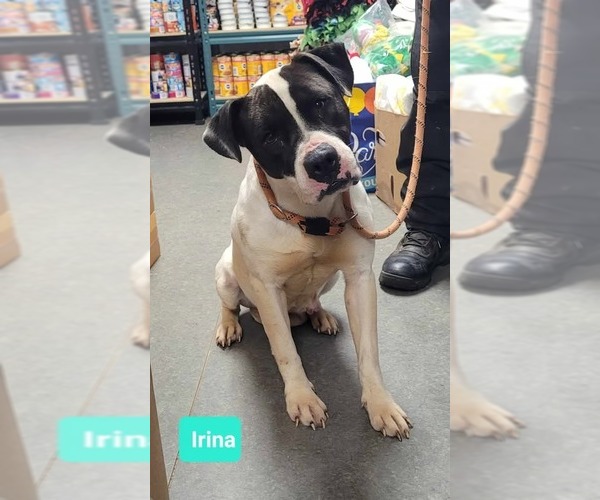 Medium Photo #7 Mutt Puppy For Sale in Richmond, IN, USA