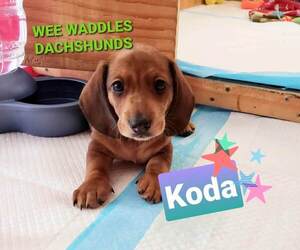 Dachshund Puppy for sale in WALLACE, CA, USA