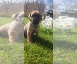 Small #31 Mastiff