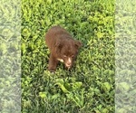 Small #3 Australian Shepherd