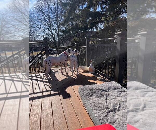 Medium Photo #4 Dalmatian Puppy For Sale in Minneapolis, MN, USA