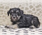 Small #2 Schnauzer (Miniature)