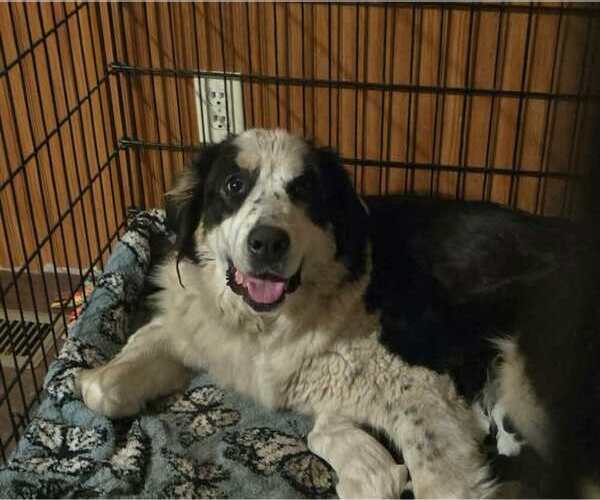 Medium Photo #1 Great Bernese Puppy For Sale in SPRING CITY, TN, USA