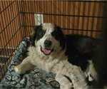 Small Photo #1 Great Bernese Puppy For Sale in SPRING CITY, TN, USA