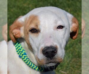American Bulldog-Unknown Mix Dogs for adoption in Huntley, IL, USA