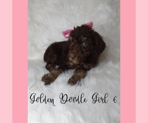 Goldendoodle-Poodle (Standard) Mix Puppy for sale in INDIANAPOLIS, IN, USA