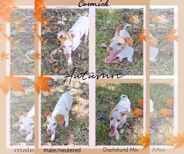 Medium Photo #3 Dachshund-Unknown Mix Puppy For Sale in Missouri City, TX, USA