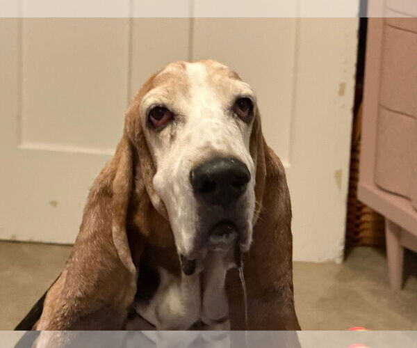 Medium Photo #4 Basset Hound Puppy For Sale in Brookville, OH, USA