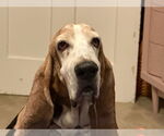 Small #3 Basset Hound