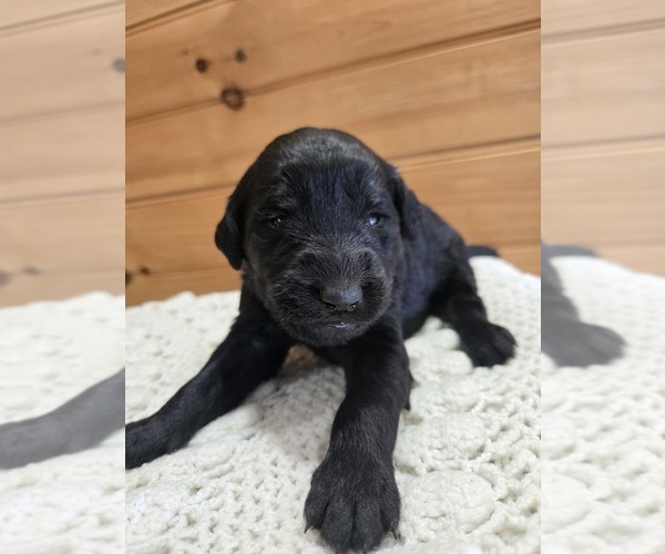 Medium Photo #1 Labradoodle Puppy For Sale in WILLIAMSTOWN, KY, USA