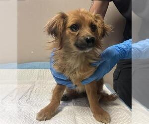 Chihuahua Dogs for adoption in Redlands, CA, USA