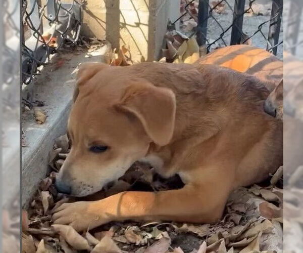 Medium Photo #2 American Pit Bull Terrier Puppy For Sale in Riverside, CA, USA