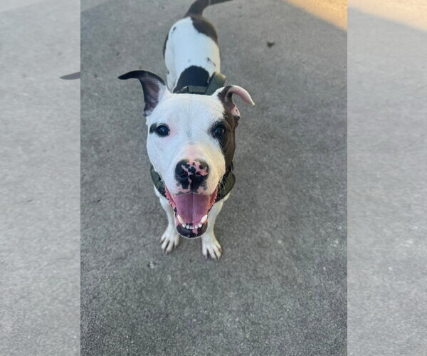Medium Photo #5 American Pit Bull Terrier-Unknown Mix Puppy For Sale in Germantown, OH, USA