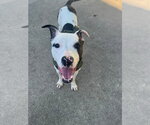 Small #4 American Pit Bull Terrier Mix