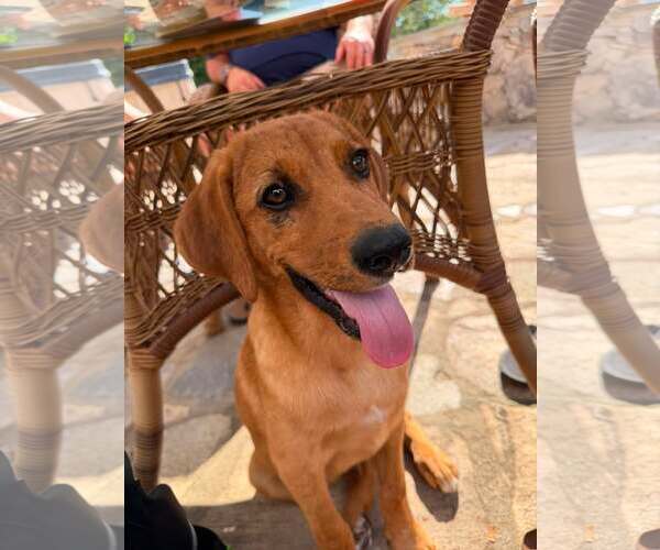 Medium Photo #9 Redbone Coonhound-Unknown Mix Puppy For Sale in pomfret, CT, USA