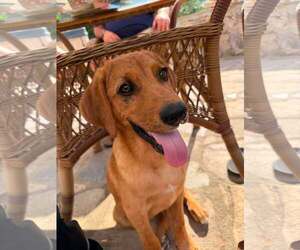 TOMMY LEE - Male Redbone Coonhound-Unknown Mix Dog for Adoption - Photo #9