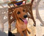 Small #8 Redbone Coonhound Mix