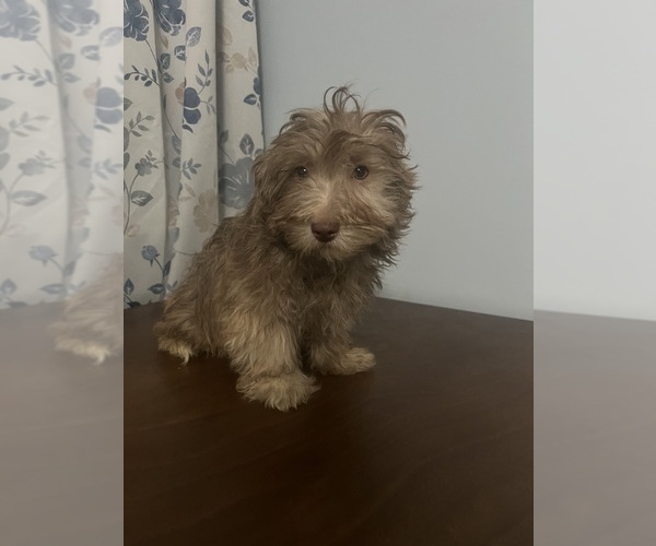 Medium Photo #39 Havanese Puppy For Sale in DURHAM, CT, USA