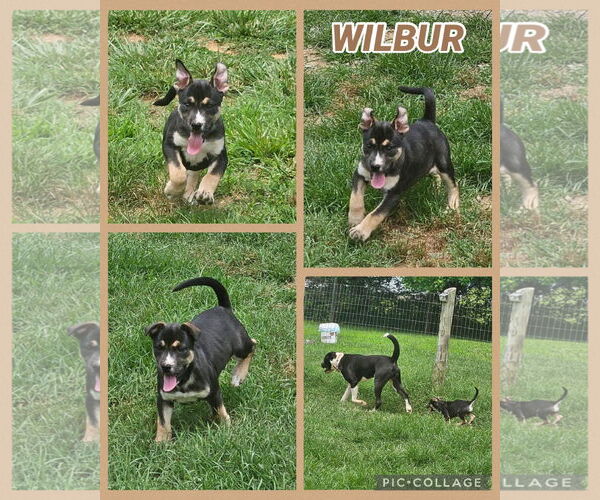 Medium Photo #1 Alaskan Malamute-American Staffordshire Terrier Mix Puppy For Sale in Spotsylvania, VA, USA