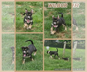 Alaskan Malamute-American Staffordshire Terrier Mix Dogs for adoption in Spotsylvania, VA, USA